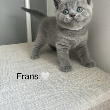 SE* Paws of mischief’s
