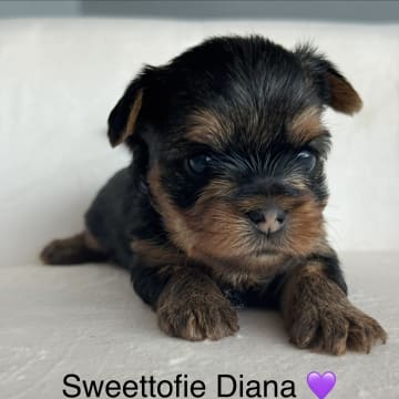 Sweettofie