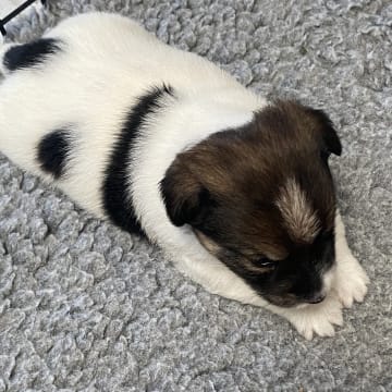 Kennel Beldio’s