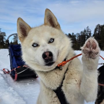 Bjerkehagen Husky