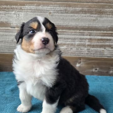 Aussie Bio Gård