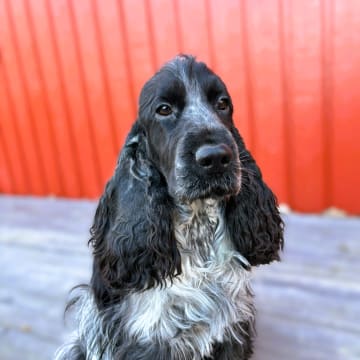 Passion Spaniels