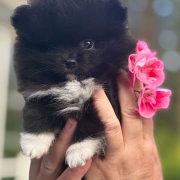 PomchiPaws