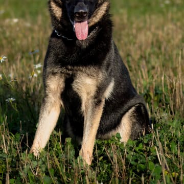 Kennel Snibor Anzi