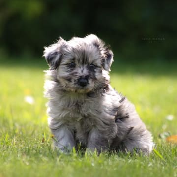 Kennel Dirgis