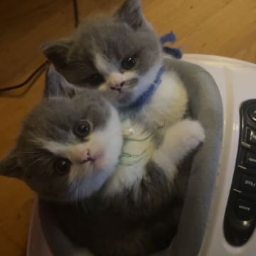 Crazy catlady