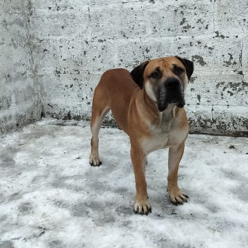 Boergarden boerboels