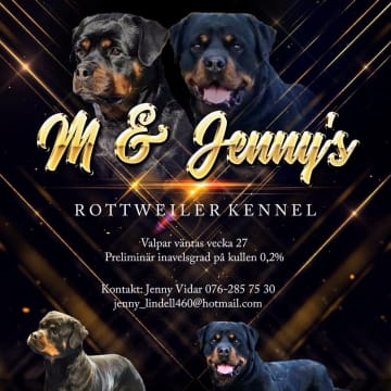 M and Jenny's