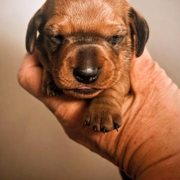 Your Choice Kennel