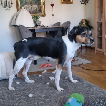 Pepparkakshusets kennel