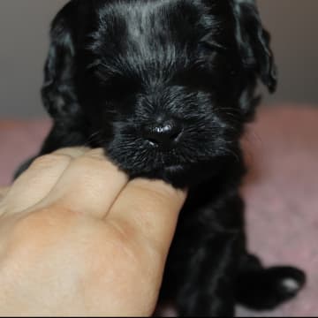 Dalkullas labradoodle