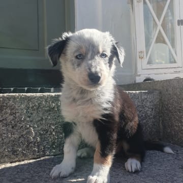 Canis