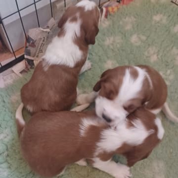 Okej's kennel