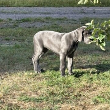 Pond'z G. Dane