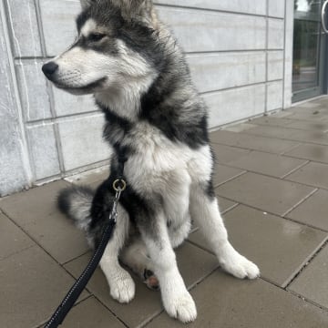 Millie o Milo kennel