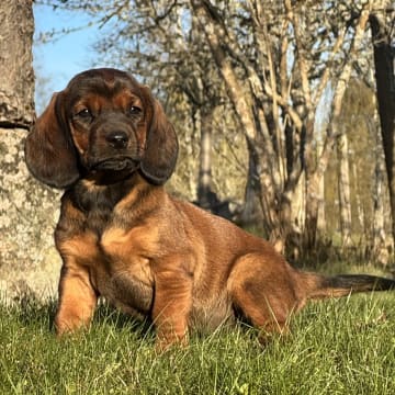 Karlsberg Bracke Kennel