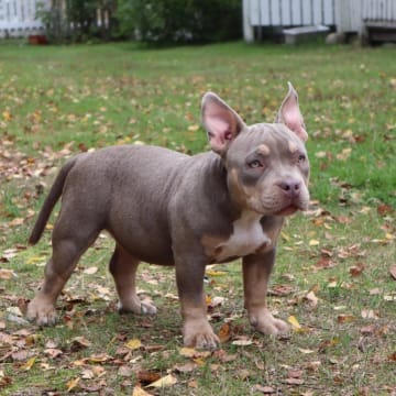 Lion.bullys