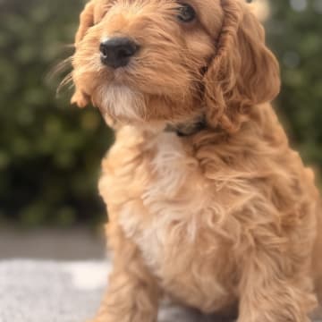 Cockerpoo valpar