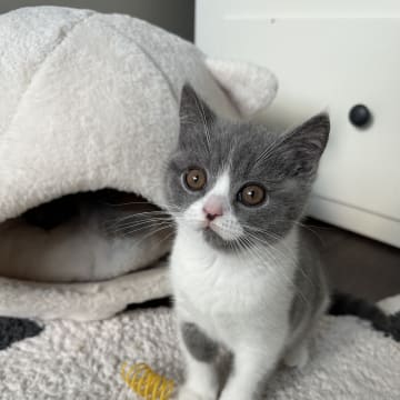 SE*Royal Whiskers