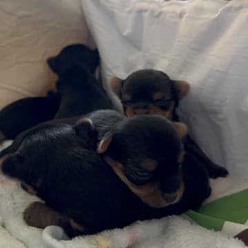 Sweet little Pollys