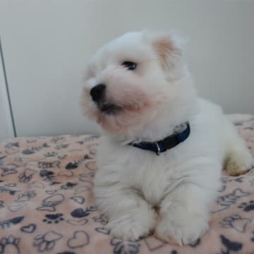 Chacotte´s