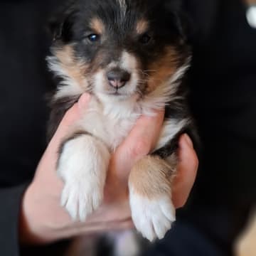 Bentersheltie