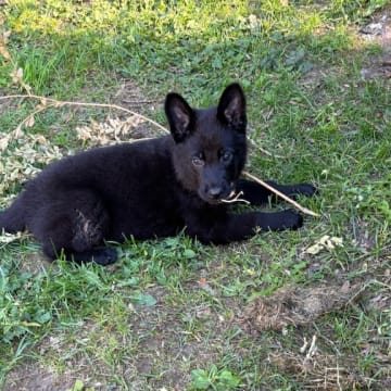 Kennel Snibor Anzi