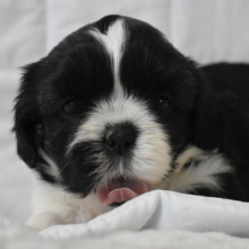 The merry shih-tzu family