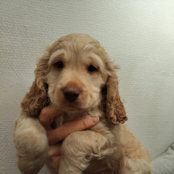 Babsan hund och kattklipp , babsans cockerpoo
