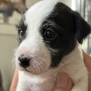 Most Wanted’s JackRussellTerrier.