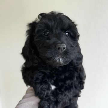 Royalcockerpoo