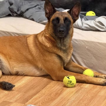 Husky Malinois