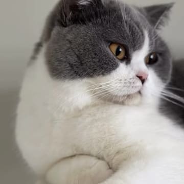 SE*Royal Whiskers