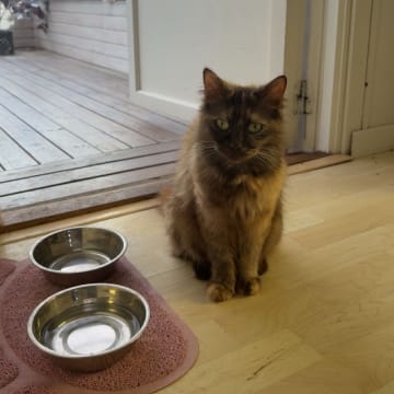 Kattunge till salu