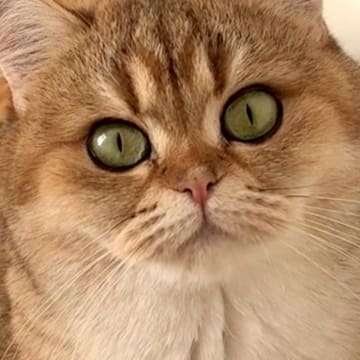 CHa