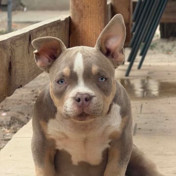 Lion.bullys