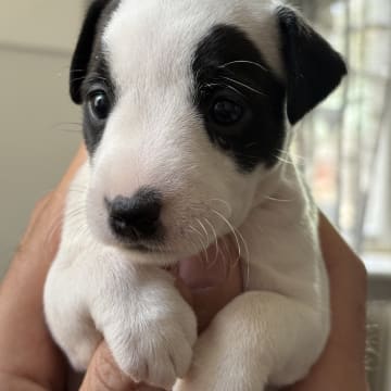 Most Wanted’s JackRussellTerrier.