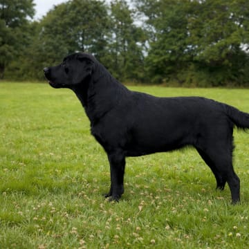 Cani Lee