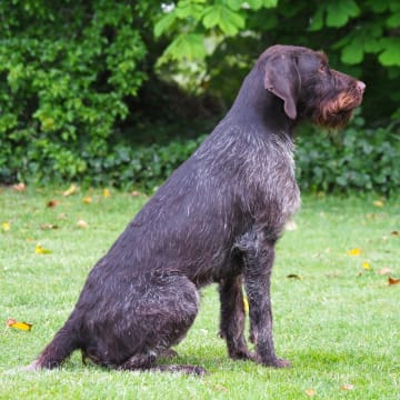 Kennel Schweisshunden