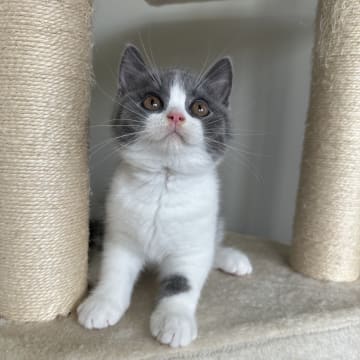 SE*Royal Whiskers
