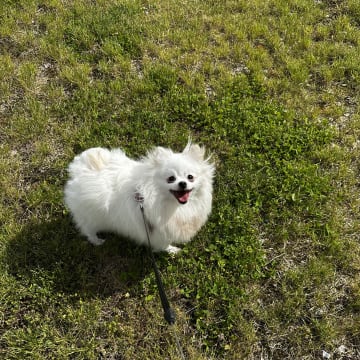 Aldo