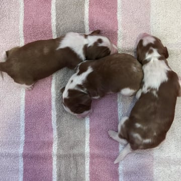Okej's kennel