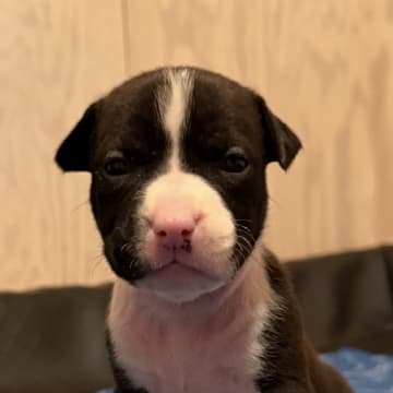 Patrick Nielsen Amstaff