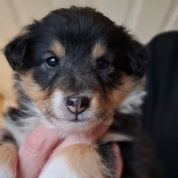 Bentersheltie