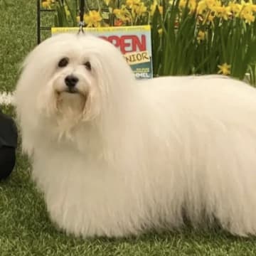 Kennel Showsilk