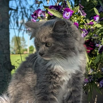 Annas katter
