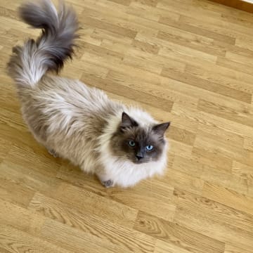 Petit Pavot