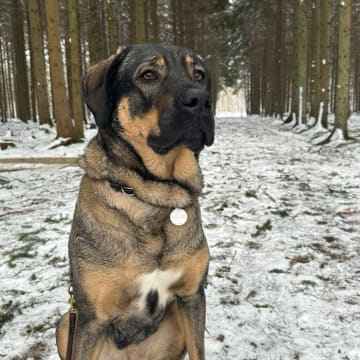 Millie o Milo kennel