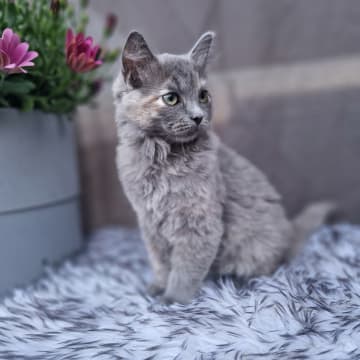 Annas katter