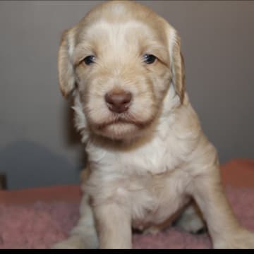Dalkullas labradoodle